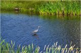 K4233817-Blue Heron.jpg