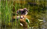 K4233871-Duckling.jpg