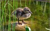 K4233885-Duckling.jpg