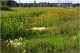 K4233962-Airdrie.jpg