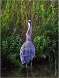 K4234007-Great Blue Heron.jpg