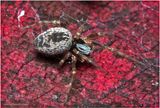 KF002749-Tiny spider.jpg