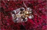 KF002753-very tiny unidentified bug.jpg