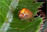 KF002851-unidentified.jpg
