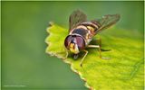 KF002889-American Hoverfly.jpg