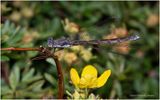 KF003070-Damsel Fly.jpg