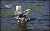 K4234229-Great Blue Heron.jpg