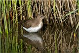 K3317150-Least Sandpiper.jpg