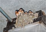 KF003196-Barn Swallows.jpg