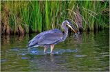 K4235013-Great Blue Heron.jpg