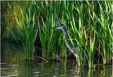 K4235101-Great Blue Heron.jpg