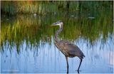 K4235628-Great Blue Heron.jpg
