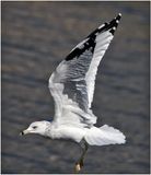 K3317650-Ring-billed Seagull.jpg