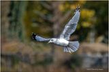 K3317656-Ring-billed Seagull.jpg