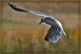 K3317665-Ring-billed Seagull.jpg