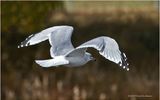 K3317671-Ring-billed Seagul.jpg