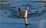 K3317737-Greater Yellowlegs.jpg
