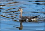 K3317740-Greater Yellowlegs.jpg