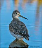 K3317790-Greater Yellowlegs.jpg