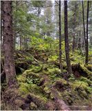 IMG_9124-Icy Strait Point.jpg