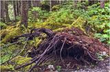 IMG_9134-Icy Strait Point.jpg