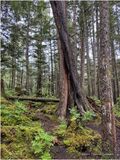 IMG_9158-Icy Strait Point.jpg