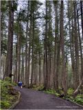 IMG_9180-Icy Strait Point.jpg