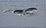 K4235933-Humpback Whale.jpg