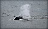K4235958-Humpback Whales.jpg
