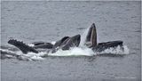K4235989-Humpback Whales.jpg