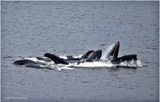K4235990-Humpback Whales.jpg