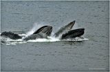 K4235993-Humpback Whales.jpg