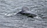 K4236115-Humpback Whale.jpg