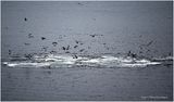 K4236157-Seagulls.jpg
