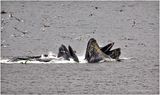 K4236189-Humpback Whales.jpg