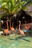 IMG_0658-Pink Flamingos.jpg