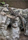 IMG_1192-Iguana.jpg