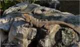 IMG_1206-Iguana.jpg