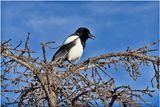 IMG_1806-Black-billed Magpie.jpg