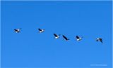 IMG_1871-Canada Geese.jpg