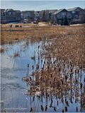 IMG_2416-Airdrie.jpg