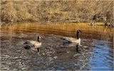 IMG_2503-Canada Geese.jpg