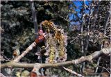 IMG_2717-Honey Bees.jpg