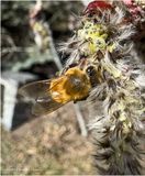 IMG_2810-Honey Bee.jpg