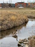 IMG_3071-Airdrie.jpg
