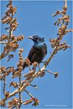 DSC00410-Common Grackle.jpg