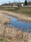 IMG_3145-Airdrie.jpg