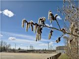 IMG_2756-Airdrie.jpg