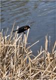 IMG_3343-Red-winged Blackbird-male .jpg