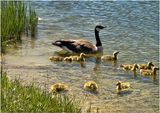 IMG_3348-Canada Geese.jpg